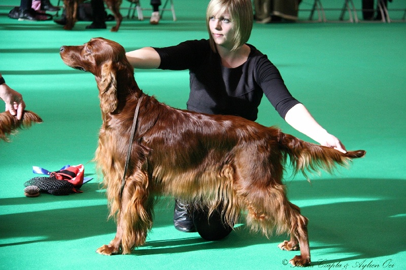 Crufts2011 051.jpg